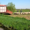 Zorgboerderij en Schapenhouderij De Groote, Stuifzand