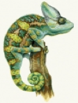 Reptileshop Repticura, Beetsterzwaag