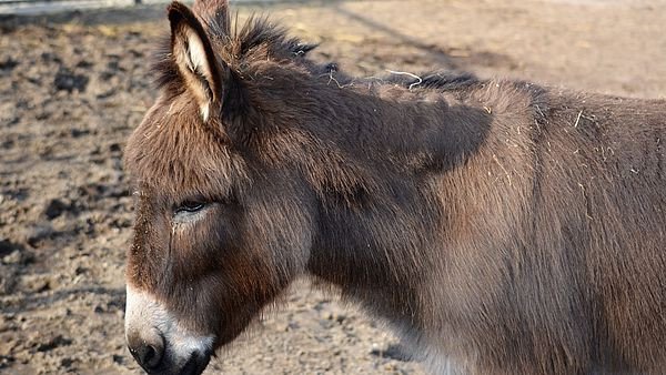 Kinderboerderij Heemskerk, Noord-Holland