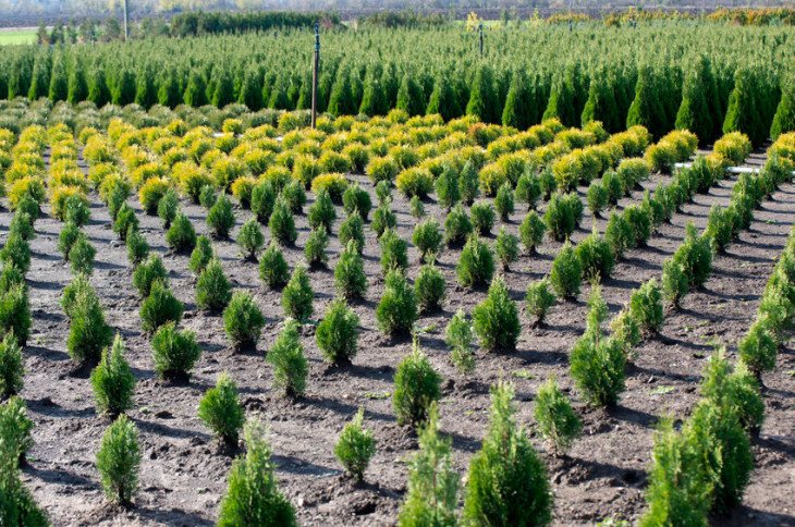 Kwekerij van planten en bomen Klein Zundert, Noord-Brabant