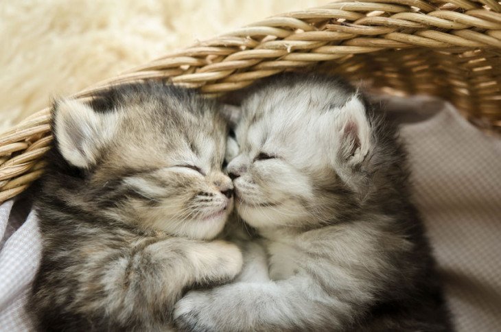 Probleemgedrag bij katten Vorden, Gelderland